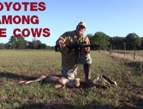 HOGGER BOYS OUTDOORS – MAC & PROWLER HUNTING COYOTES AMONG THE COWS