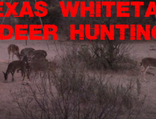 Hogger Boys – Texas Whitetail Hunts & The Best Way to Clean Your Gun