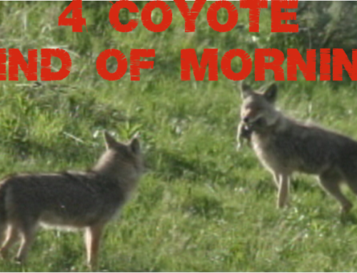 Hogger Boys – 4 Coyotes Kind of Morning