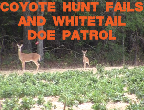 Hogger Boys – Coyote Hunt Fails and Whitetail Doe Patrol