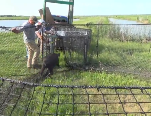 A Sportsman’s Life – Catching Hogs in the Pig Brig