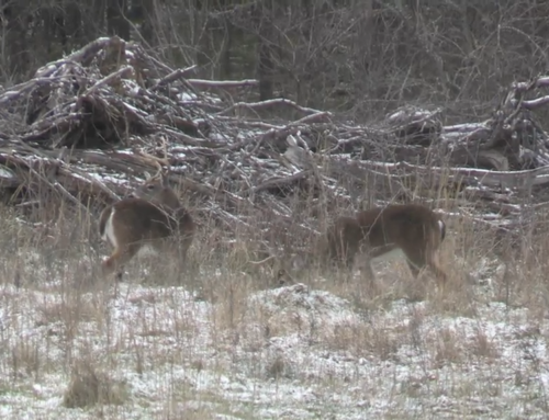 A Sportsman’s Life – North Texas Winter Whitetails