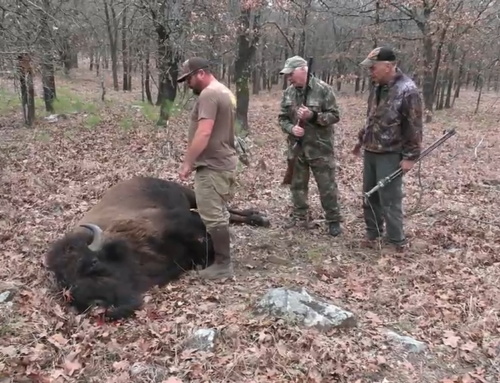 A Sportsman’s Life – Hunting Buffalo at the Choctaw Hunting Lodge