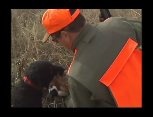 Bird Dogs Afield – EP 6: Wyoming, Mixed Bag, Curley Coated Retriever