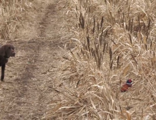 Outdoor Secrets Unwrapped TV Show ( Midwest Pheasant Hunting)